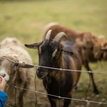 Apartment Birkenhof - Ferienhof, Landcafe Und Rösterei Schmallenberg